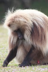 18-Gelada male